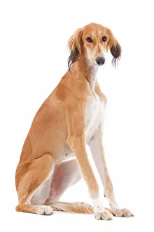 Greyhound: 80200793 Dog - Saluki / Persian Greyhound Jean-Michel