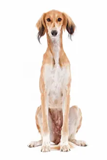 Greyhound: 80200794 Dog - Saluki / Persian Greyhound Jean-Michel