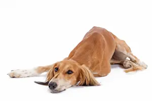 Greyhound: 80200795 Dog - Saluki / Persian Greyhound Jean-Michel