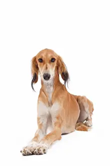 Greyhound: 80200796 Dog - Saluki / Persian Greyhound Jean-Michel
