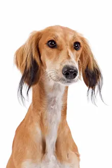 Greyhound: 80200797 Dog - Saluki / Persian Greyhound Jean-Michel