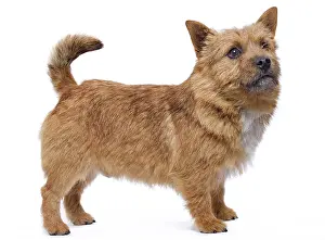 Labat: 80200798 Dog - Norwich Terrier Jean-Michel Labat