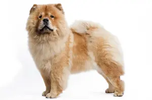 Labat: 80200799 Dog - Chow Chow Jean-Michel Labat All images