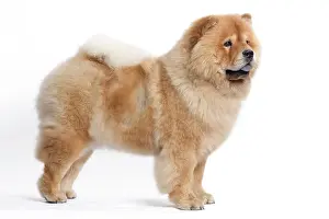 Labat: 80200800 Dog - Chow Chow Jean-Michel Labat All images