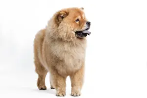 Labat: 80200801 Dog - Chow Chow Jean-Michel Labat All images