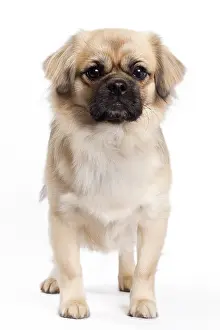 Labat: 80200802 Dog - Tibetan Spaniel Jean-Michel Labat