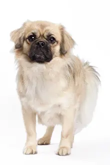 Labat: 80200803 Dog - Tibetan Spaniel Jean-Michel Labat