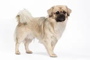 Tibetan: 80200804 Dog - Tibetan Spaniel Jean-Michel Labat
