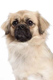 Labat: 80200805 Dog - Tibetan Spaniel Jean-Michel Labat