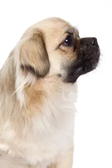 Labat: 80200806 Dog - Tibetan Spaniel Jean-Michel Labat