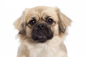 Labat: 80200807 Dog - Tibetan Spaniel Jean-Michel Labat