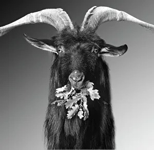Goat: 80200808 Goat - black and white Jean-Michel Labat