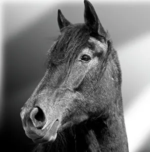 Jean: 80200809 Domestic Horse - black and white Jean-Michel
