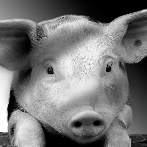 Labat: 80200810 Pig - black and white Jean-Michel Labat