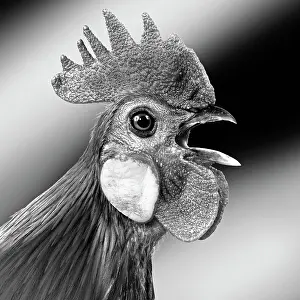 Chicken: 80200811 Chicken - Cockerel crowing - black and