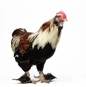 Dwarf: 80200813 Chicken - Faverolles Salmon Dwarf Cockerels