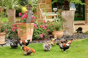 Chickens: 80200817 Domestic Chickens Jean-Michel Labat All