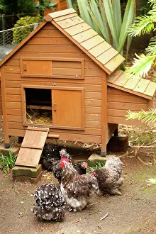 Chickens: 80200818 Domestic Chickens Jean-Michel Labat All