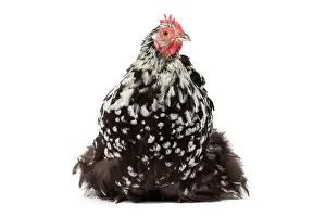 Chicken: 80200821 Orpington Chicken Jean-Michel Labat All