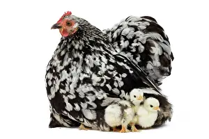 Chicken: 80200822 Orpington Chicken with chicks Jean-Michel