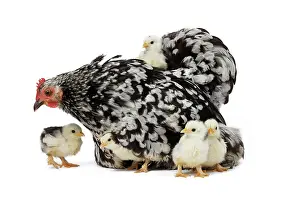 Chicken: 80200823 Orpington Chicken with chicks Jean-Michel