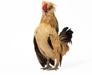 Chicken: 80200825 Chicken - Barbu de Watermael Jean-Michel