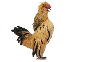 Chicken: 80200827 Chicken - Barbu de Watermael Jean-Michel