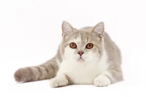 Shorthair: 80200828 Cat - British Shorthair Jean-Michel Labat
