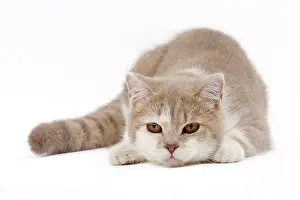 Shorthair: 80200829 Cat - British Shorthair Jean-Michel Labat