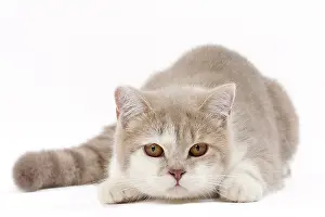 Shorthair: 80200830 Cat - British Shorthair Jean-Michel Labat