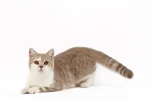 Shorthair: 80200831 Cat - British Shorthair Jean-Michel Labat
