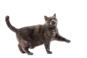 Shorthair: 80200832 Cat - British Shorthair Jean-Michel Labat