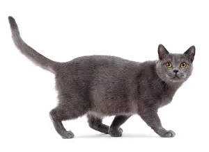 Shorthair: 80200833 Cat - British Shorthair Jean-Michel Labat