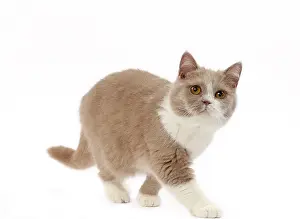 Shorthair: 80200834 Cat - British Shorthair Jean-Michel Labat