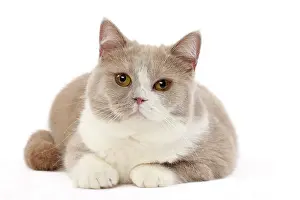 Shorthair: 80200835 Cat - British Shorthair Jean-Michel Labat