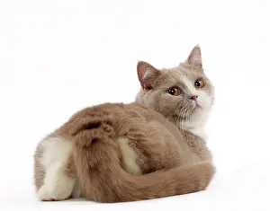 Shorthair: 80200836 Cat - British Shorthair Jean-Michel Labat