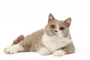 Shorthair: 80200837 Cat - British Shorthair Jean-Michel Labat