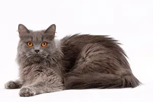 Longhair: 80200838 Cat - British Longhair Jean-Michel Labat