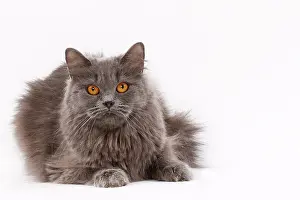 Longhair: 80200839 Cat - British Longhair Jean-Michel Labat