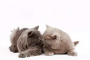 Longhair: 80200840 Cat - British Longhair Jean-Michel Labat