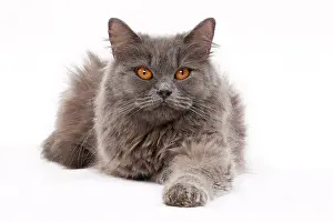 Longhair: 80200841 Cat - British Longhair Jean-Michel Labat