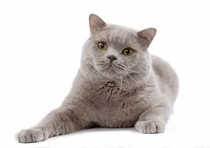 Shorthair: 80200842 Cat - British Shorthair Jean-Michel Labat