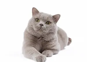Shorthair: 80200843 Cat - British Shorthair Jean-Michel Labat