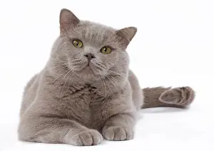 Shorthair: 80200844 Cat - British Shorthair Jean-Michel Labat