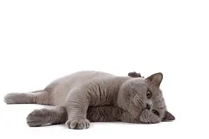 Shorthair: 80200845 Cat - British Shorthair Jean-Michel Labat