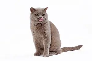 Shorthair: 80200846 Cat - British Shorthair Jean-Michel Labat