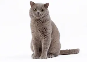 Shorthair: 80200847 Cat - British Shorthair Jean-Michel Labat