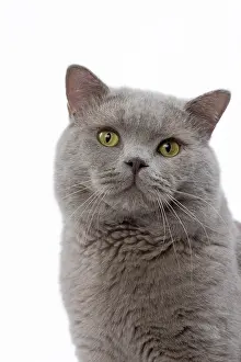 Shorthair: 80200848 Cat - British Shorthair Jean-Michel Labat