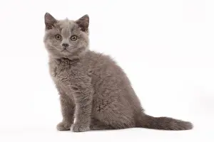 Shorthair: 80200849 Cat - British Shorthair kitten Jean-Michel