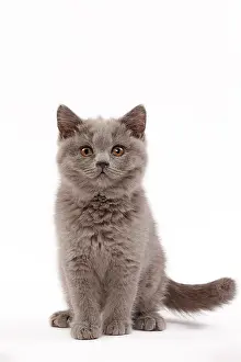Shorthair: 80200850 Cat - British Shorthair kitten Jean-Michel